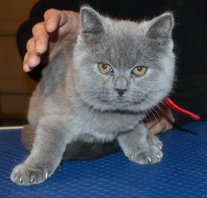 Chubs is a 12 week old British Short-hair. He came in for a full set of Grey Softpaw nail caps. (Kitten Size). Pampered by Kylies Cat Grooming Services.