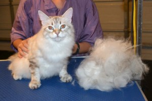Nevia is a Siberian. She had her fur raked, ears cleaned, nails clipped and Pink Glitter Softpaws nail caps put on. Pampered by Kylies Cat Grooming Services