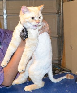 Kim is a 11 mth old British Short Hair. He had his fur shaved down, nails clipped, ears cleaned, a wash n blow dry and a full set of Black Softpaw Nail Caps. Pampered by Kylies Cat Grooming Services also all size dogs.