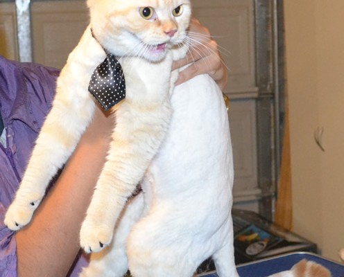 Kim is a 11 mth old British Short Hair. He had his fur shaved down, nails clipped, ears cleaned, a wash n blow dry and a full set of Black Softpaw Nail Caps.  Pampered by Kylies Cat Grooming Services also all size dogs.