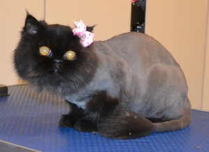 Sundae is a Himalayan. She had her nails clipped, fur shaved down and ears cleaned. Pampered by Kylies Cat Grooming Services also all size dogs.