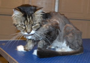 Pepona is a 20 yr old Long/Medium hair Domestic. She had her matted fur clipped short, nails clipped and ears cleaned. She is also now wearing a dinosaur jacket from us. Pampered by Kylies cat Grooming Services.