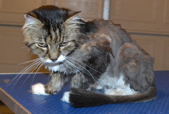 Pepona is a 20 yr old Long/Medium hair Domestic. She had her matted fur clipped short, nails clipped and ears cleaned. She is also now wearing a dinosaur jacket from us. Pampered by Kylies cat Grooming Services.
