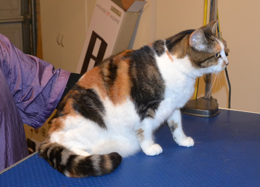 Tink is a Short hair Domestic. She had her fur shaved down, nails clipped and ears cleaned.  Pampered by Kylies Cat Grooming Services.