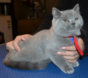 Chubs is a 12 week old British Short-hair. He came in for a full set of Grey Softpaw nail caps. (Kitten Size). Pampered by Kylies Cat Grooming Services.