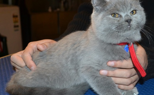 Chubs is a 12 week old British Short-hair. He came in for a full set of Grey Softpaw nail caps. (Kitten Size).  Pampered by  Kylies Cat Grooming Services.