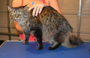 Touli is a Long hair Tabby. She had her matted fur shaved, nails clipped, ears cleaned and a full set of Pink Softpaw nail caps. Pampered by Kylies Cat Grooming Services also all size dogs.