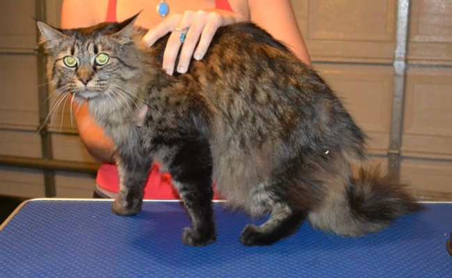 Touli is a Long hair Tabby. She had her matted fur shaved, nails clipped, ears cleaned and a full set of Pink Softpaw nail caps. Pampered by  Kylies Cat Grooming Services also all size dogs.