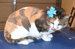Tink is a Short hair Domestic. She had her fur shaved down, nails clipped and ears cleaned. Pampered by Kylies Cat Grooming Services.
