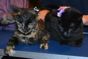 Cookie the Tortoise Shell and Cairo the Burmese, both had their nails clipped, ears cleaned and a wash n blow dry. Pampered by Kylies Cat Grooming Services.