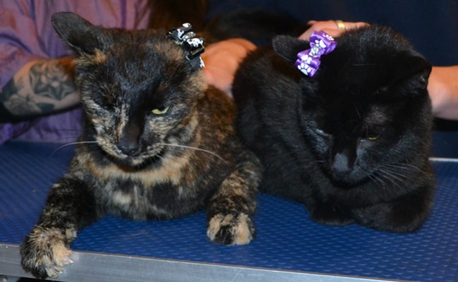 Cookie the Tortoise Shell and Cairo the Burmese, both had their nails clipped, ears cleaned and a wash n blow dry.  Pampered by Kylies Cat Grooming Services.
