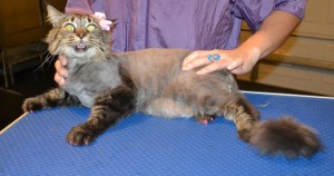 Touli is a Long hair Tabby. She had her matted fur shaved, nails clipped, ears cleaned and a full set of Pink Softpaw nail caps. Pampered by Kylies Cat Grooming Services also all size dogs.