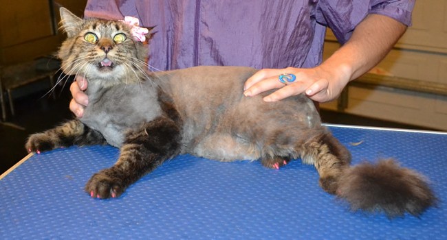 Touli is a Long hair Tabby. She had her matted fur shaved, nails clipped, ears cleaned and a full set of Pink Softpaw nail caps. Pampered by  Kylies Cat Grooming Services also all size dogs.