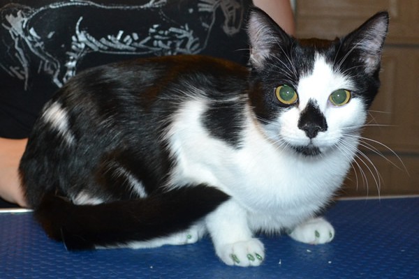 Loki is a 5 month old Short Hair Domestic. He had his nails clipped and a full set of Glitter Green Softpaw nail caps.  Pampered by  Kylies Cat Grooming Services.
