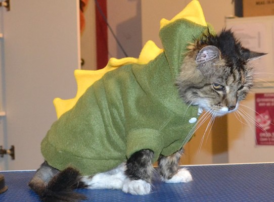 Pepona is a 20 yr old Long/Medium hair Domestic. She had her matted fur clipped short, nails clipped and ears cleaned. She is also now wearing a dinosaur jacket from us. Pampered by Kylies cat Grooming Services.