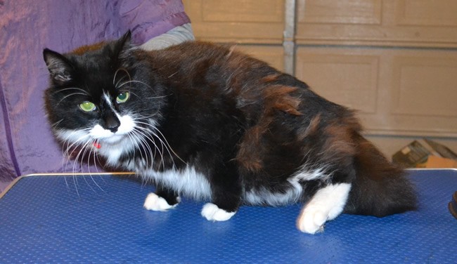 Prada is a Long hair Domestic. He had his matted fur shaved off, nails clipped and ears cleaned.  Pampered by Kylies Cat Grooming Services.