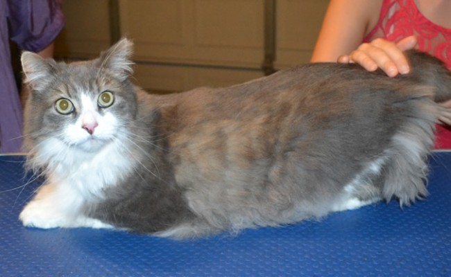 Billy is a Long Hair Domestic. He had his fur shaved down, nails clipped and ears cleaned.   Pampered by  Kylies Cat Grooming Services