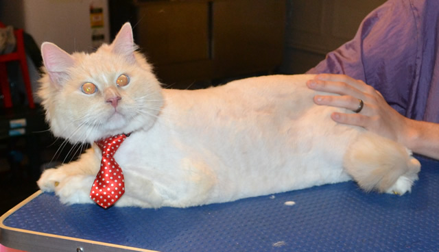 Merlin is a Redpoint ragdoll. He had his matted fur shaved off, nails clipped, ears cleaned and wash n blow dry and a full set of Glitter Gold Softpaw nail caps.Pampered by Kylies Cat Grooming Services.