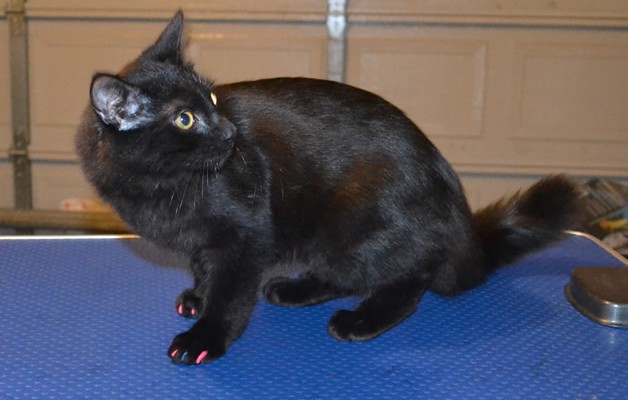 Boo is a Short to medium hair Domestic. he had his nails clipped, ears cleaned and his fur shaved down.  Pampered by  Kylies Cat Grooming Services also all size dogs.