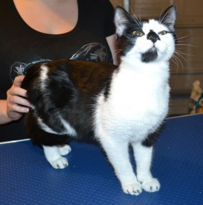 Loki is a 5 month old Short Hair Domestic. He had his nails clipped and a full set of Glitter Green Softpaw nail caps. Pampered by Kylies Cat Grooming Services.