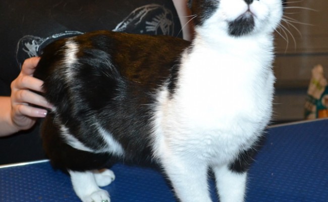Loki is a 5 month old Short Hair Domestic. He had his nails clipped and a full set of Glitter Green Softpaw nail caps.  Pampered by  Kylies Cat Grooming Services.