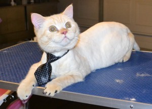 Kim is a 11 mth old British Short Hair. He had his fur shaved down, nails clipped, ears cleaned, a wash n blow dry and a full set of Black Softpaw Nail Caps. Pampered by Kylies Cat Grooming Services also all size dogs.