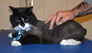 Prada is a Long hair Domestic. He had his matted fur shaved off, nails clipped and ears cleaned. Pampered by Kylies Cat Grooming Services.