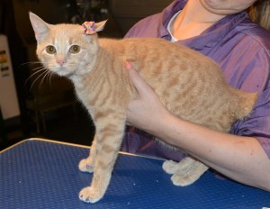 Milly is a 6 month old Manx. She had her nails clipped, ears cleaned a wash n blow dry and Purple Glitter Softpaw nail Caps. Pampered by Kylies Cat Grooming Services also all size dogs.