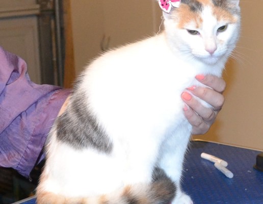 Nala is a 6 month old Short Hair Domestic. She had her nails clipped, ears cleaned a wash n blow dry and Baby Pink Softpaw nail Caps .  Pampered by  Kylies Cat Grooming Services also all size dogs.