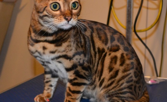 Millie is a Bengal. She had her nails clipped, front Orange Softpaw nail caps and a 1 month Advantage Flea Applicator.  Pampered by Kylies Cat Grooming Services.