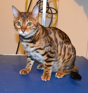 Millie is a Bengal. She had her nails clipped, front Orange Softpaw nail caps and a 1 month Advantage Flea Applicator. Pampered by Kylies Cat Grooming Services.