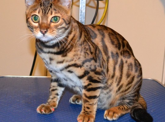 Millie is a Bengal. She had her nails clipped, front Orange Softpaw nail caps and a 1 month Advantage Flea Applicator.  Pampered by Kylies Cat Grooming Services.