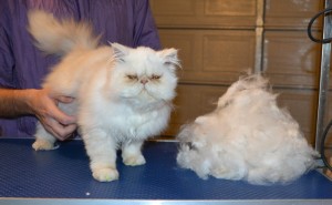 Casper is a 3 mth old Persian. He had his nails clipped, ears and eyes cleaned, his fur raked and a full set of Bright Yellow Softpaw nail caps. Pampered by Kylies Cat Grooming Services.