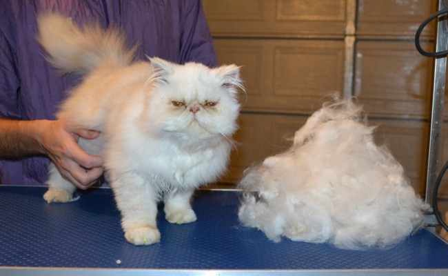 Casper is a 3 mth old Persian. He had his nails clipped, ears and eyes cleaned, his fur raked and a full set of Bright Yellow Softpaw nail caps.  Pampered by Kylies Cat Grooming Services.
