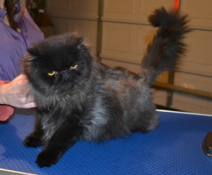 Charles is a Persian. he came in to have his matted fur shaved off, nails clipped, ears and eyes cleaned, a wash n blow dry and a 1 month flea applicator. He is sporting a long Mohawk.. Pampered by Kylies Cat Grooming Services.