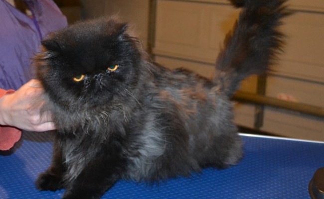Charles is a Persian. he came in to have his matted fur shaved off, nails clipped, ears and eyes cleaned, a wash n blow dry and a 1 month flea applicator. He is sporting a long Mohawk..  Pampered by Kylies Cat Grooming Services.