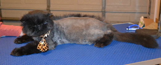 Charles is a Persian. he came in to have his matted fur shaved off, nails clipped, ears and eyes cleaned, a wash n blow dry and a 1 month flea applicator. He is sporting a long Mohawk..  Pampered by Kylies Cat Grooming Services.