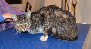 Pepper is a Short Hair Tabby. She had her matted fur shaved down, nails clipped, ears cleaned, a wash n blow dry and a Advantage 1 month flea applicator put on. Pampered by Kylies Cat Grooming Services.