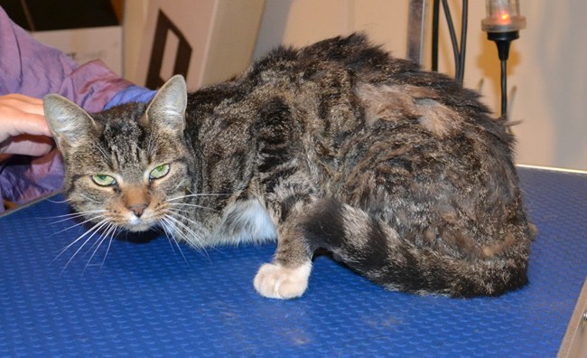 Pepper is a Short Hair Tabby. She had her matted fur shaved down, nails clipped, ears cleaned, a wash n blow dry and a Advantage 1 month flea applicator put on. Pampered by Kylies Cat Grooming Services.