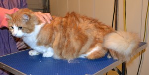 Beau is a Long Hair Domestic. He had his fur shaved, nails clipped, ears cleaned and Yellow Softpaw Nail caps put on. Pampered by Kylies Cat Grooming Services.