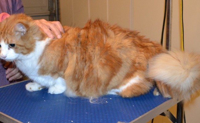 Beau is a Long Hair Domestic. He had his fur shaved, nails clipped, ears cleaned and Yellow Softpaw Nail caps put on. Pampered by Kylies Cat Grooming Services.