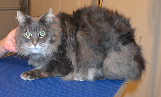 Lulu is a male Long hair Domestic. He had his matted fur shaved off, nails clipped and ears cleaned. Pampered by  Kylies Cat Grooming Services.