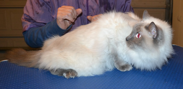 Ollie is a Ragdoll. He had his fur shaved, nails clipped, ears cleaned, and wash n blow dry and a full set of Softpaw nail caps.  Pampered by  Kylies Cat Grooming Services.