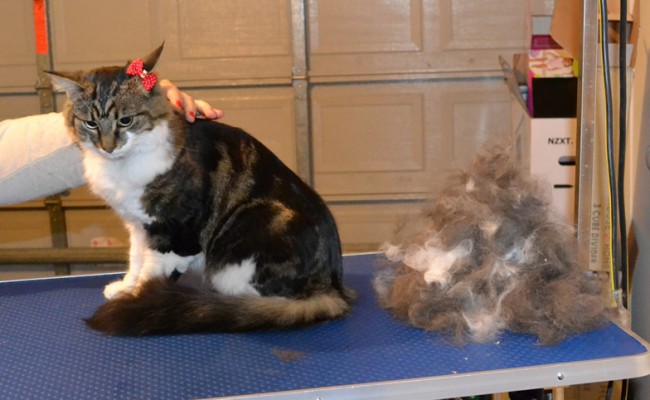 Stella is a Medium Hair Domestic. She had her nails clipped, fur raked, ears cleaned and a wash n blow dry. Pampered by  Kylies Cat Grooming Services.