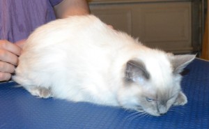 Dusty is a 7 month old Ragdoll. He ad his fur shaved short, nails clipped, ears cleaned and a wash n blow dry. Pampered by Kylies Cat Grooming Services.