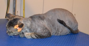 Tobie is a Devon Rex. She had her Short hair shaved down, nails clipped and ears cleaned. Pampered by Kylies Cat Grooming Services.