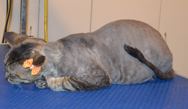 Tobie is a Devon Rex. She had her Short hair shaved down, nails clipped and ears cleaned.   Pampered by  Kylies Cat Grooming Services.