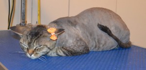 Tobie is a Devon Rex. She had her Short hair shaved down, nails clipped and ears cleaned. Pampered by Kylies Cat Grooming Services.