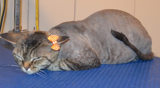 Tobie is a Devon Rex. She had her Short hair shaved down, nails clipped and ears cleaned.   Pampered by  Kylies Cat Grooming Services.