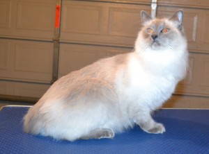 Panda is a Ragdoll. He had his fur shaved off, nails clipped and ears cleaned. Pampered by Kylies Cat Grooming Services.